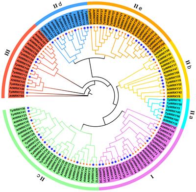 Genome-wide identification and expression analysis of WRKY gene family members in red clover (Trifolium pratense L.)